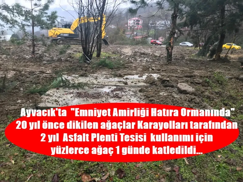 Samsun’un Ayvacık ilçesinde Karayolları asfalt plenti tesisi kurmak için hatıra ormanındaki yüzlerce ağacı katletti.