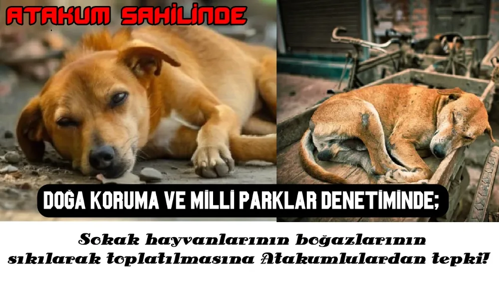 Samsun’un Atakum ilçesinde kimsesiz hayvanların boğazlarının sıkı sıkıya bağlanarak toplatılmasına tepki