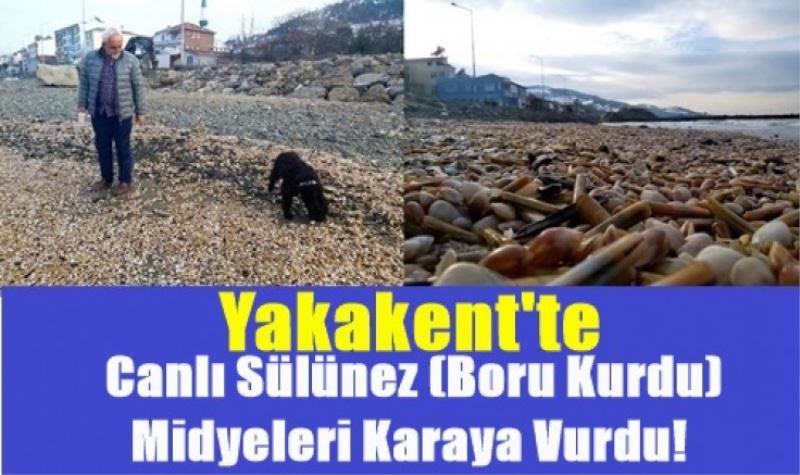  YAKAKENT SAHİLİNİ CANLI SÜLÜNEZ (BORU KURDU) MİDYELER BASTI!